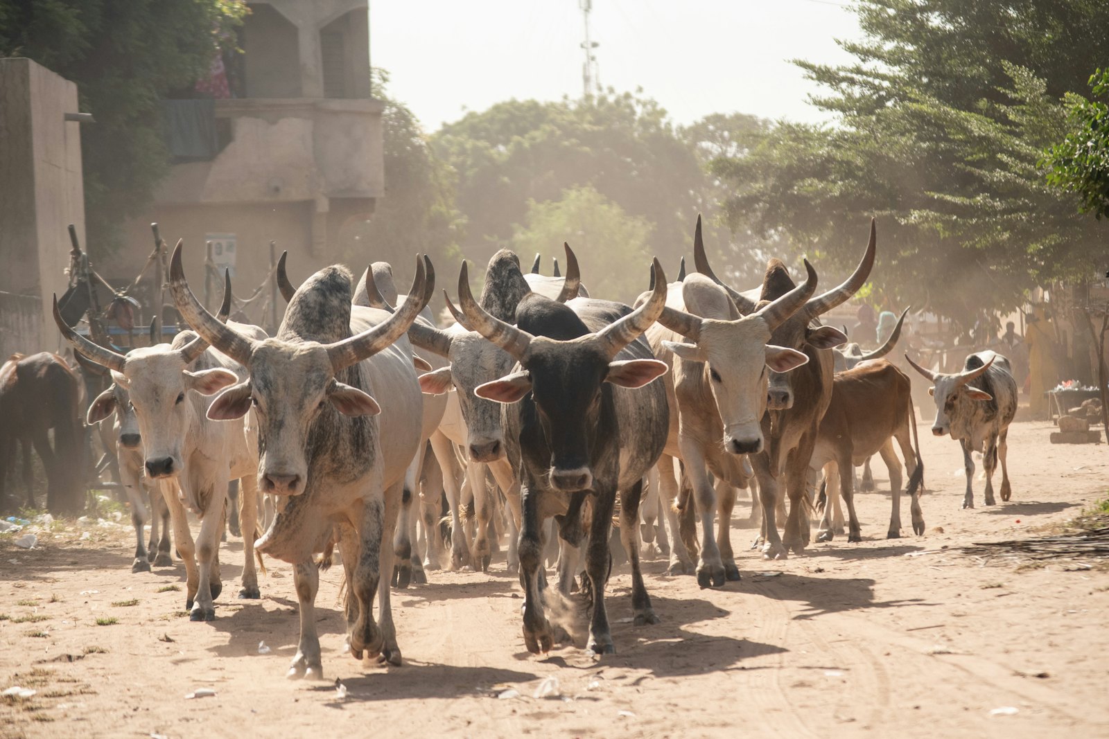 Herd of cattle on a dirt road