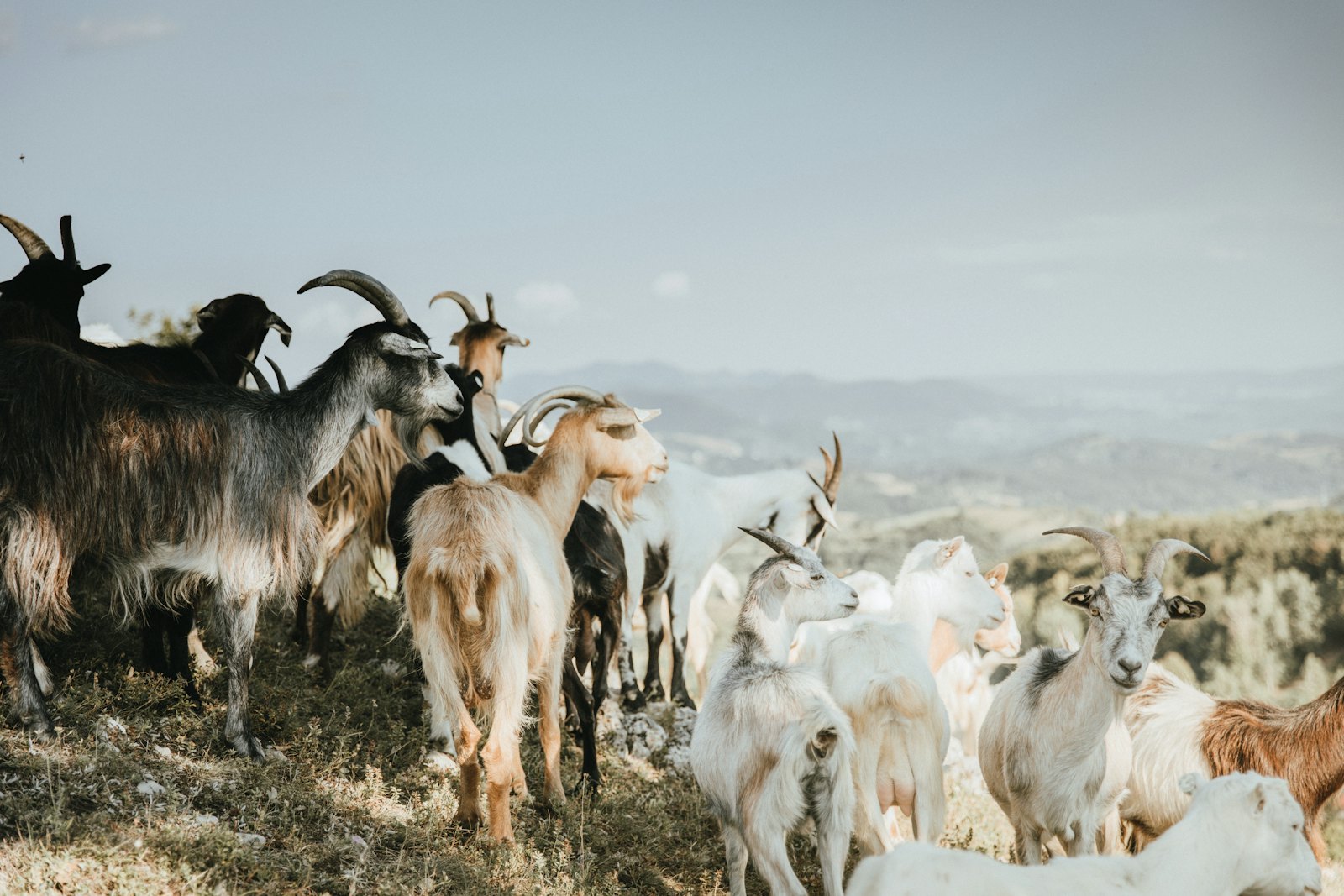 Herd of goats